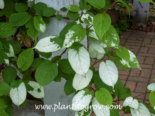 Arctic Beauty Kiwi Vine (Actinidia kolomikta)